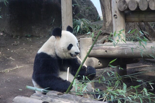 上野動物園を英語で説明 パンダのいる動物園を５つの例文で紹介 英語で夢をかなえる