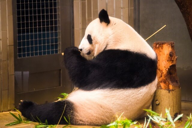 上野動物園のパンダを英語で説明