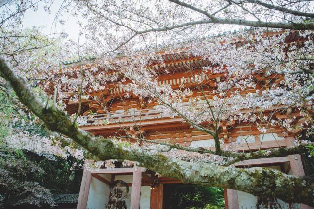 清水寺の桜を英語で説明