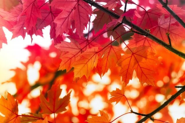 日本の秋を英語で説明