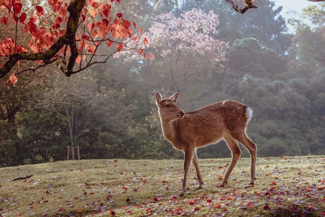 奈良公園を英語で説明｜鹿せんべいで有名な公園を６つの例文で紹介