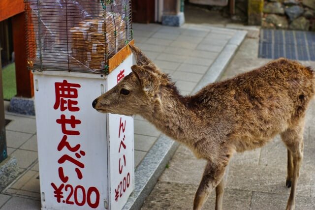 奈良公園の鹿せんべいを英語で説明