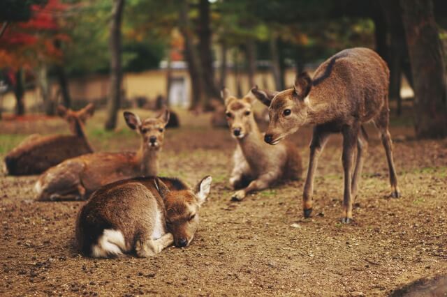 奈良公園の鹿と接する場合の注意事項を英語で説明