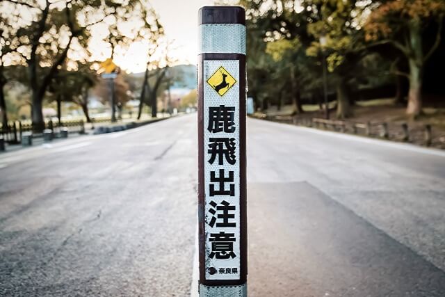 奈良公園の鹿の諸問題を英語で説明