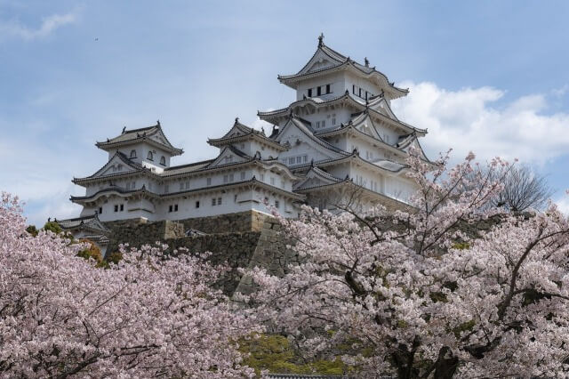 姫路城の桜について英語で説明