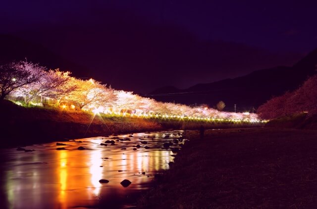 夜の花見・夜桜を英語で説明