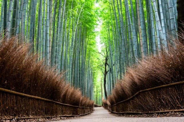 京都嵐山の竹林の小径（竹林の道）を英語で説明