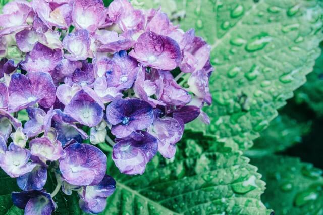 梅雨の季節に咲く紫陽花について英語で説明