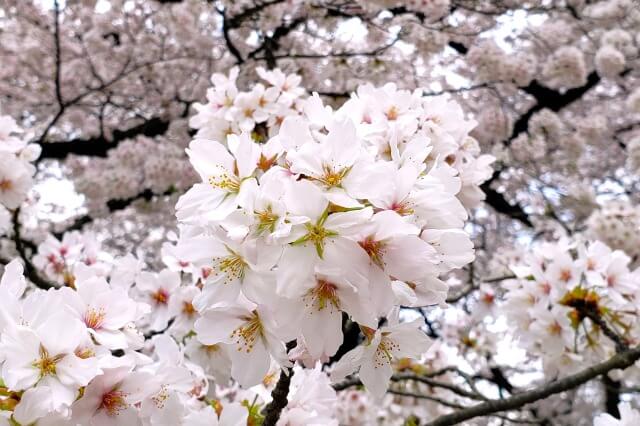桜を英語で説明｜桜の綺麗さや開花宣言などを表現する例文を紹介