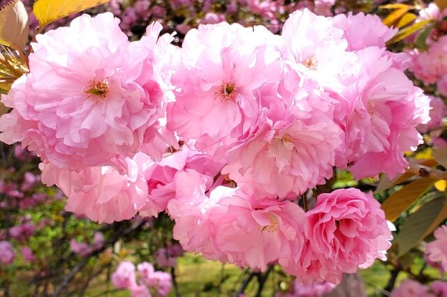 桜を英語で説明