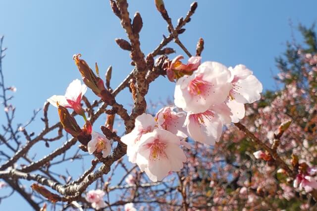 桜の開花宣言を英語で説明