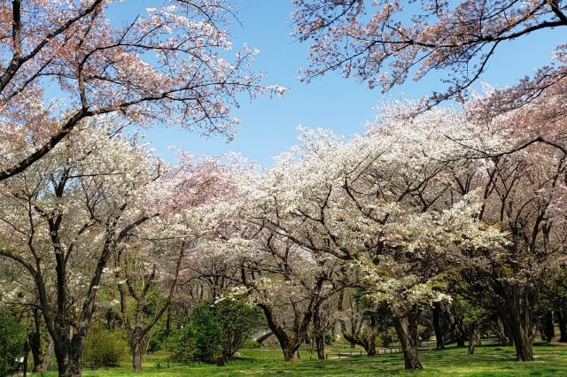ソメイヨシノ(染井吉野)を英語で説明｜日本で最も有名な桜を紹介
