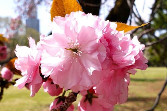 八重桜を英語で説明