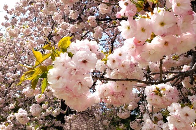 一般の桜と八重桜の違いを英語で説明