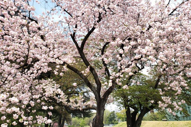 八重桜の咲く時期を英語で説明