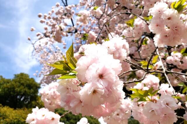 八重桜の花の特徴を英語で説明