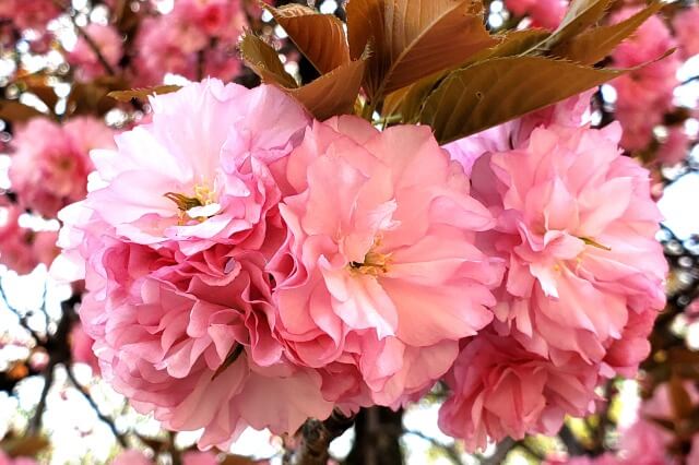 八重桜の種類を英語で説明