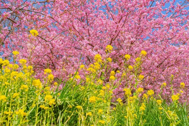河津桜の開花時期を英語で説明