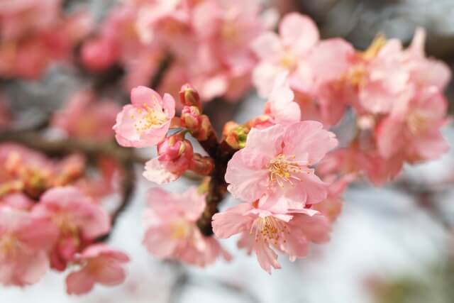河津桜の特徴を英語で説明