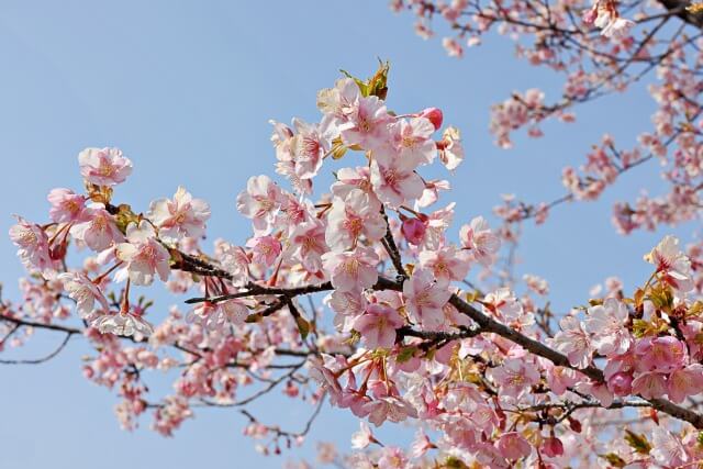 河津桜の名前の由来を英語で説明
