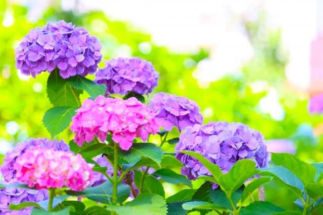 紫陽花(アジサイ)の花の色を英語で説明
